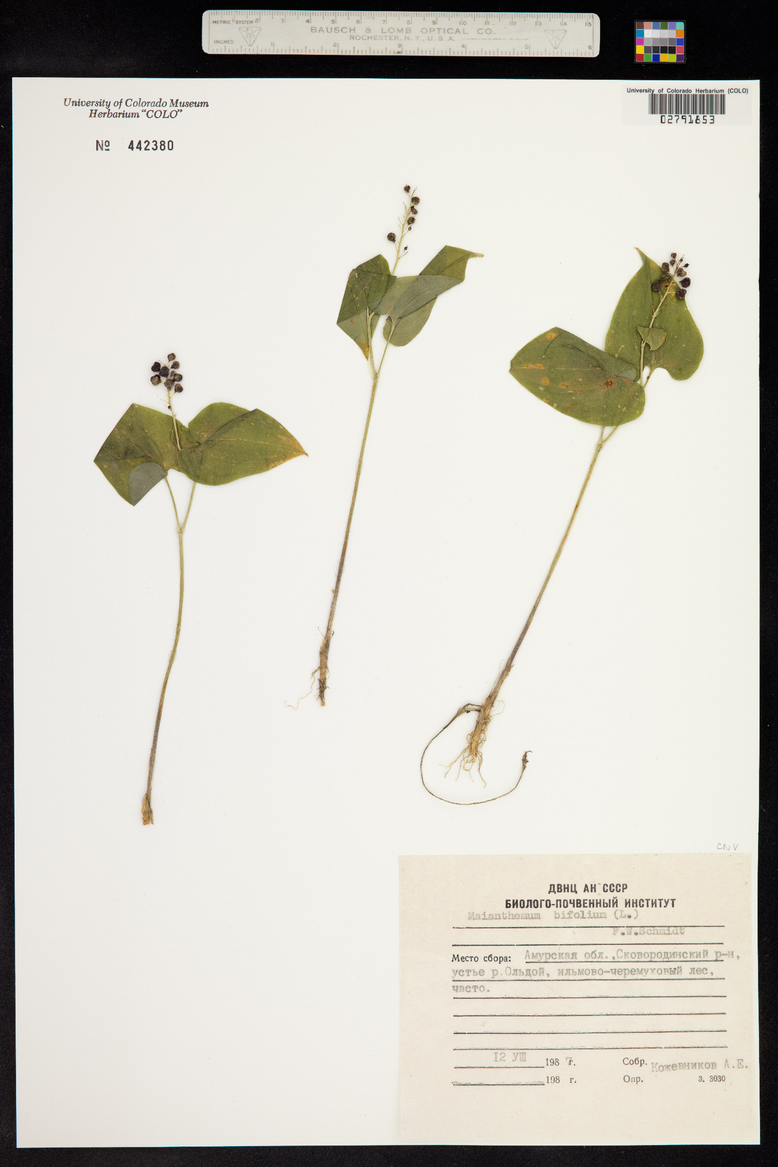 Maianthemum bifolium image
