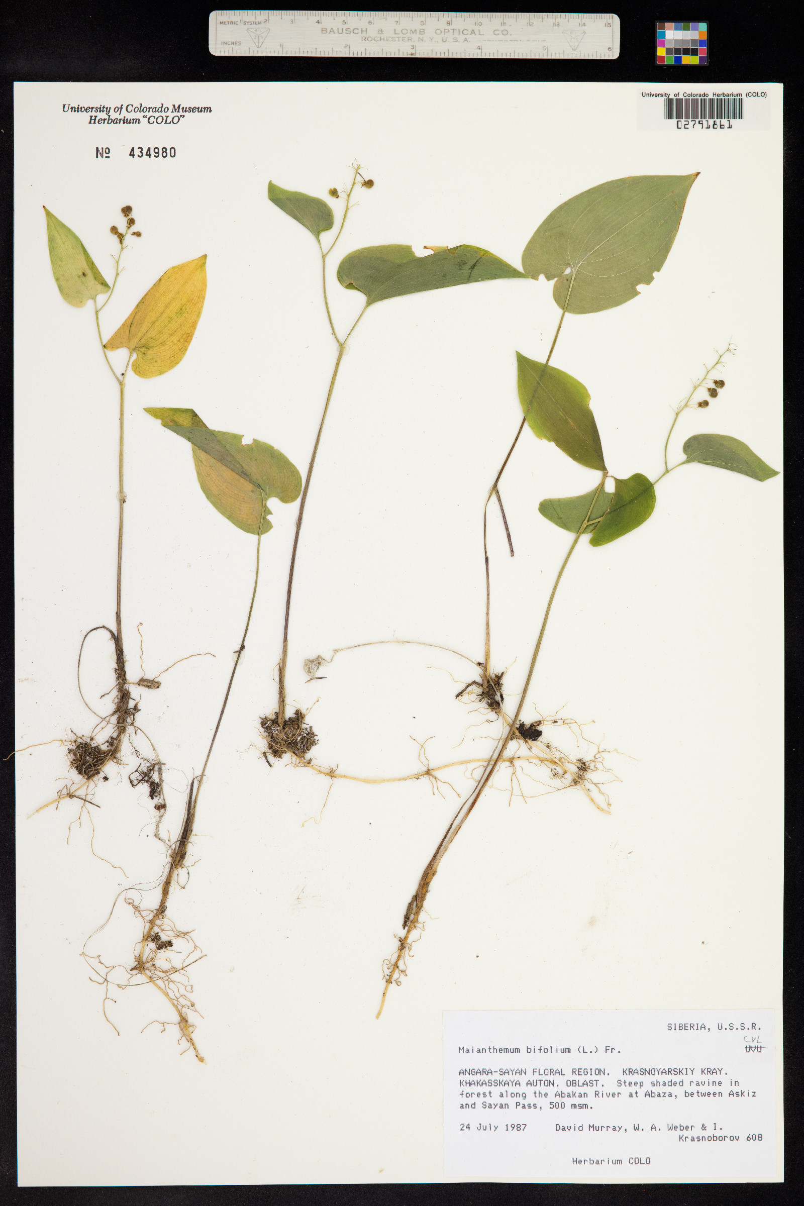Maianthemum bifolium image