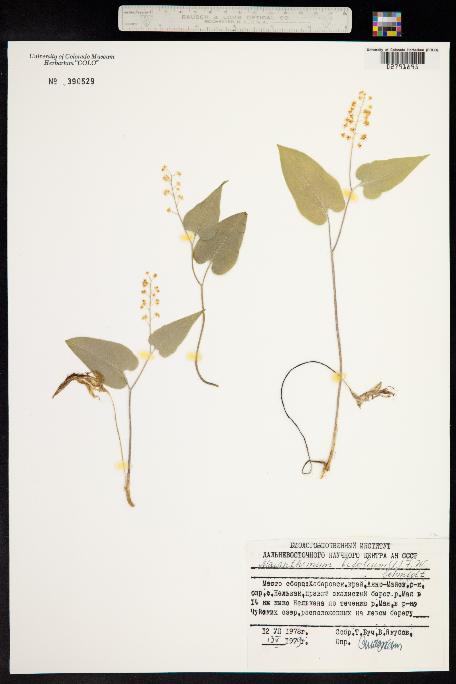 Maianthemum bifolium image
