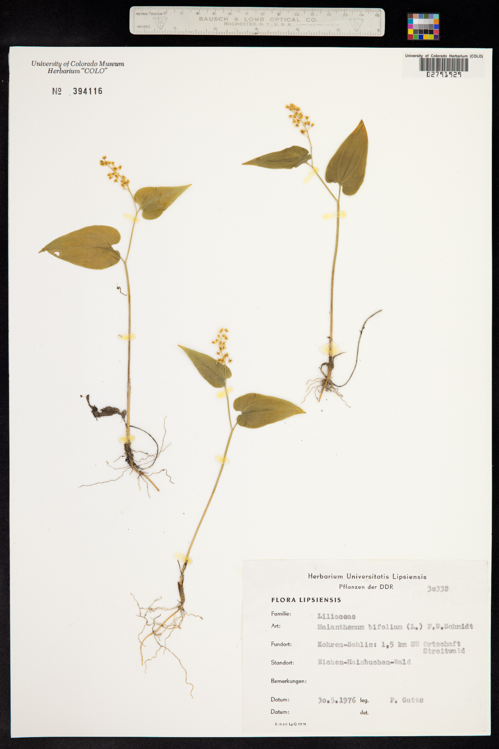 Maianthemum bifolium image