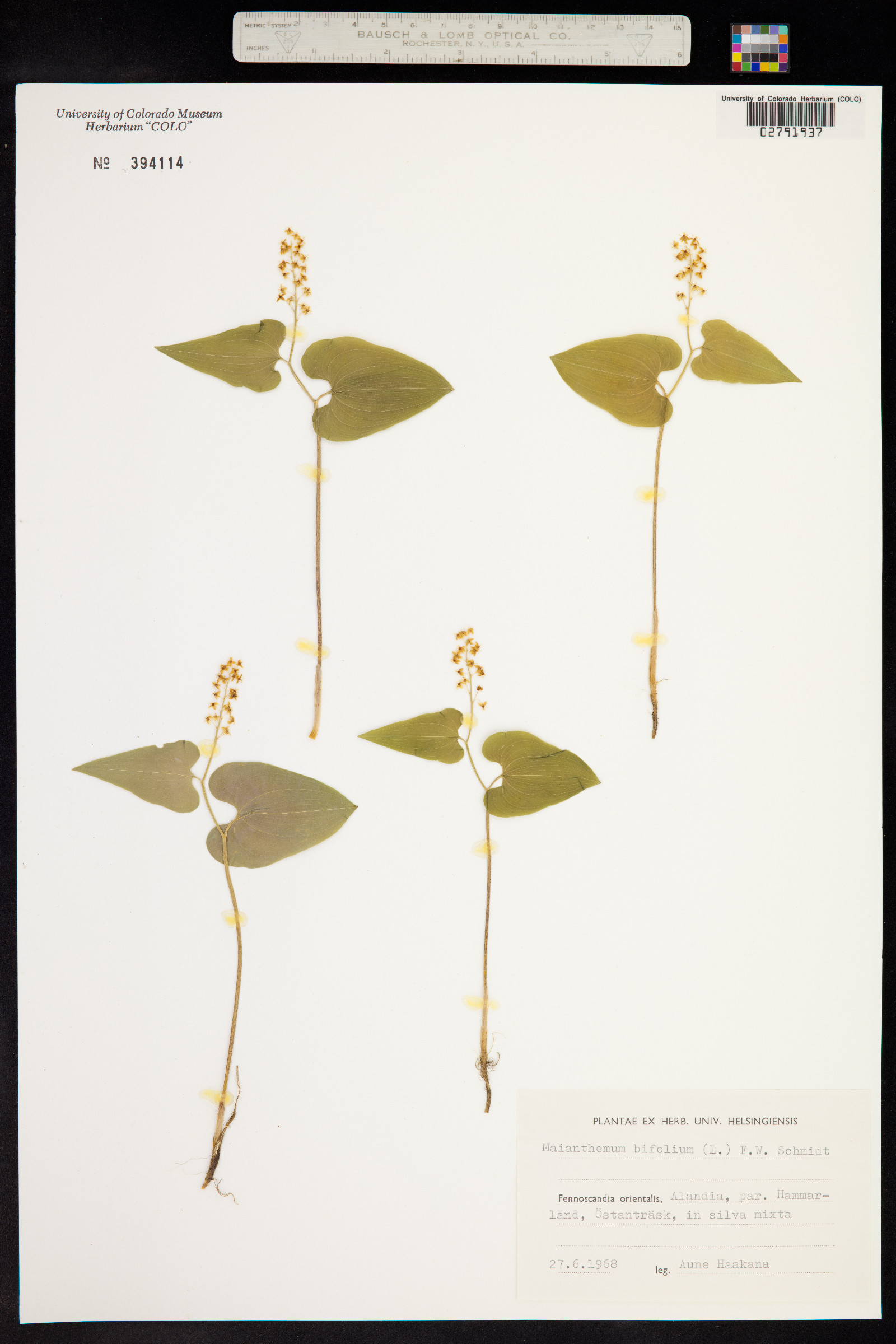 Maianthemum bifolium image