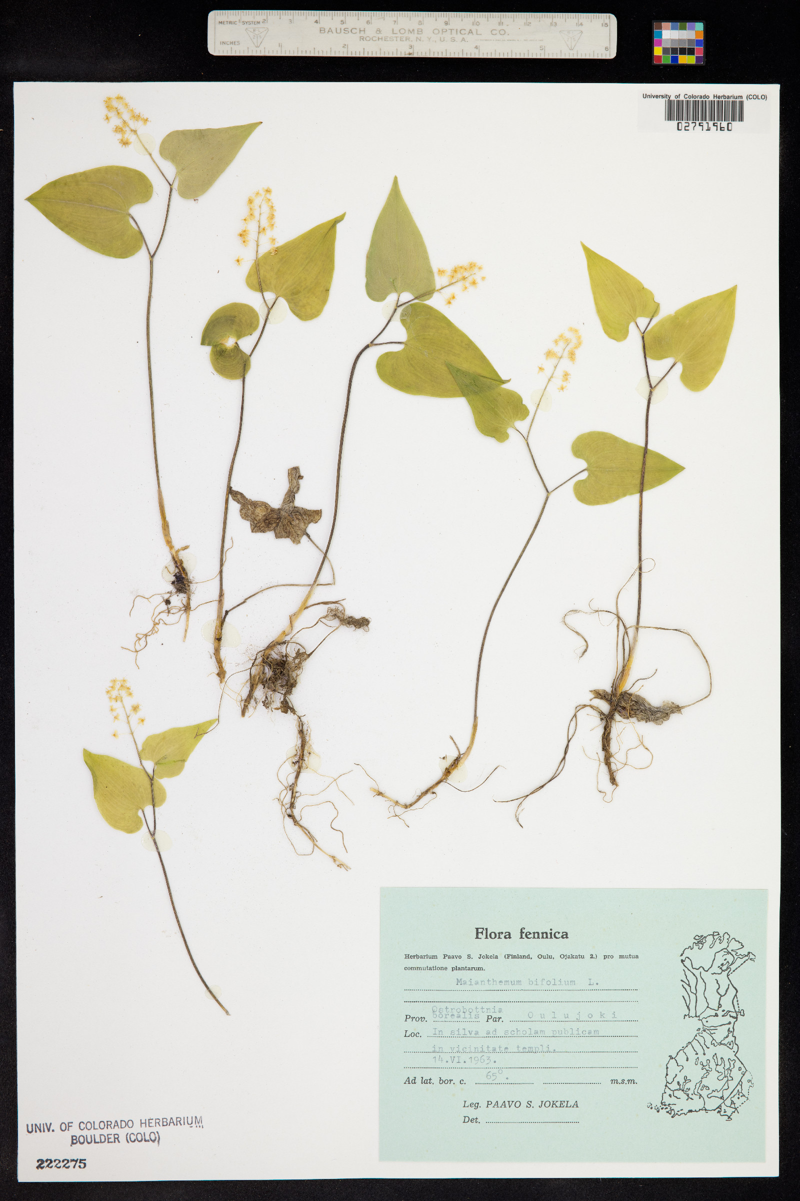 Maianthemum bifolium image