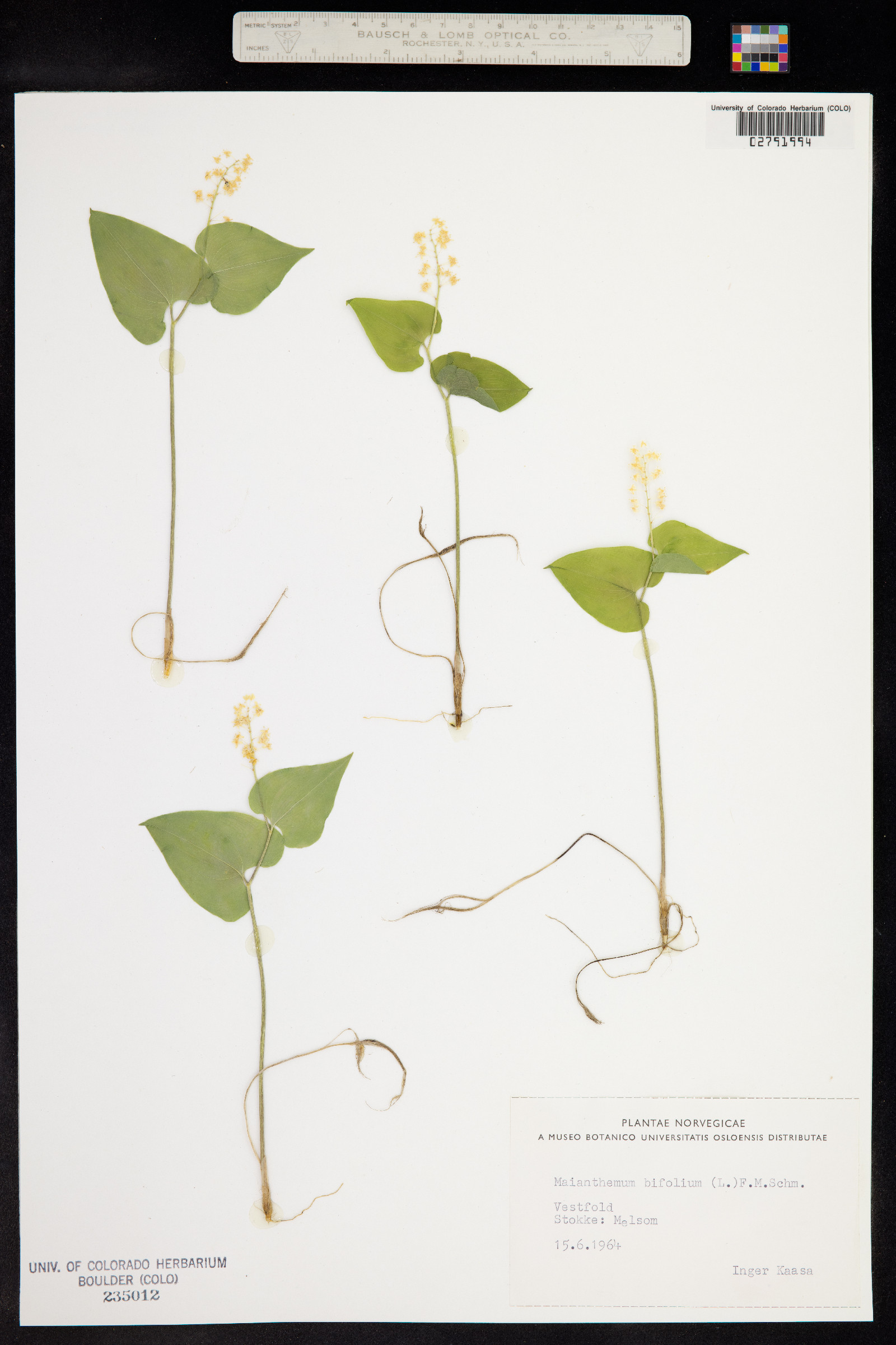 Maianthemum bifolium image