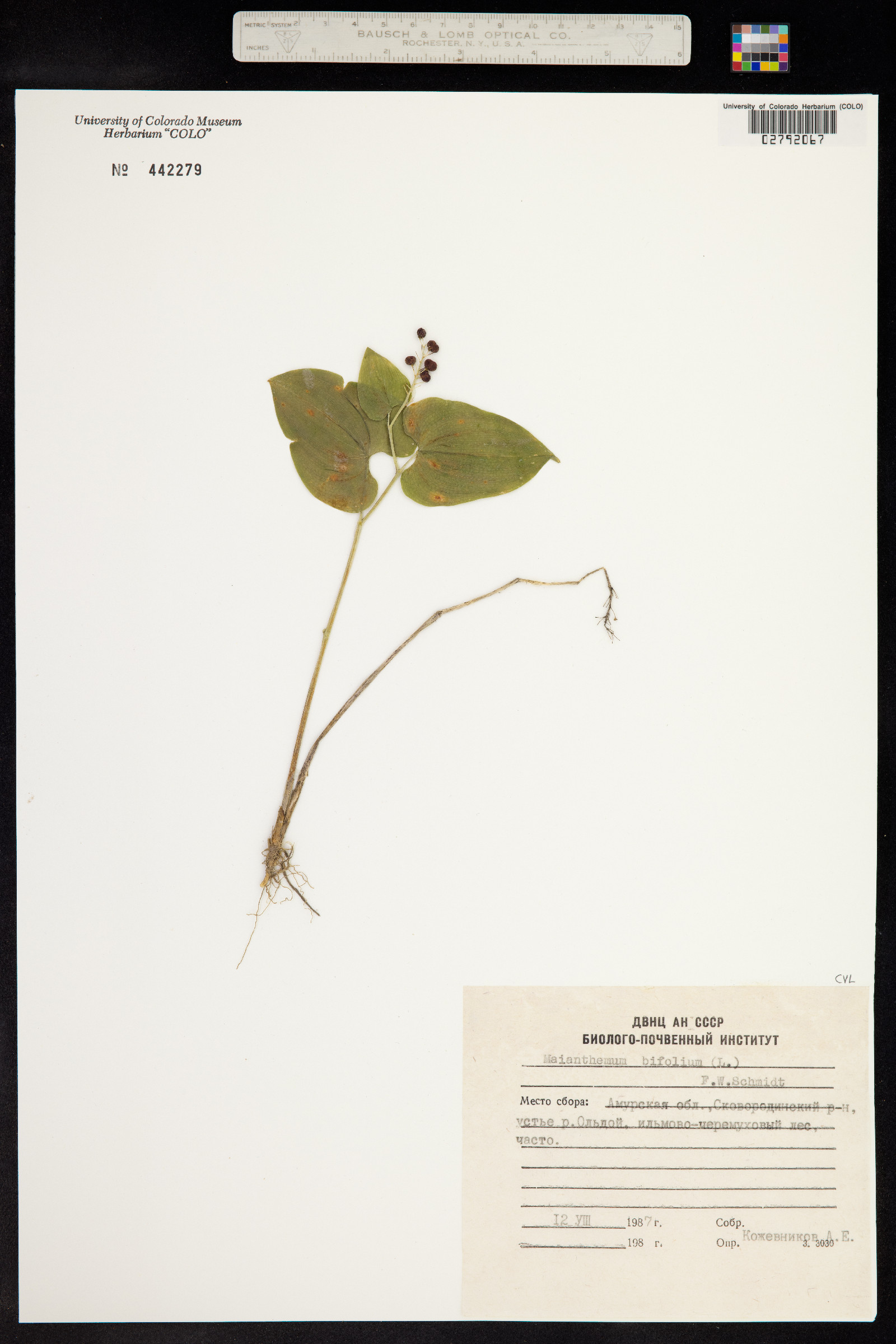 Maianthemum bifolium image