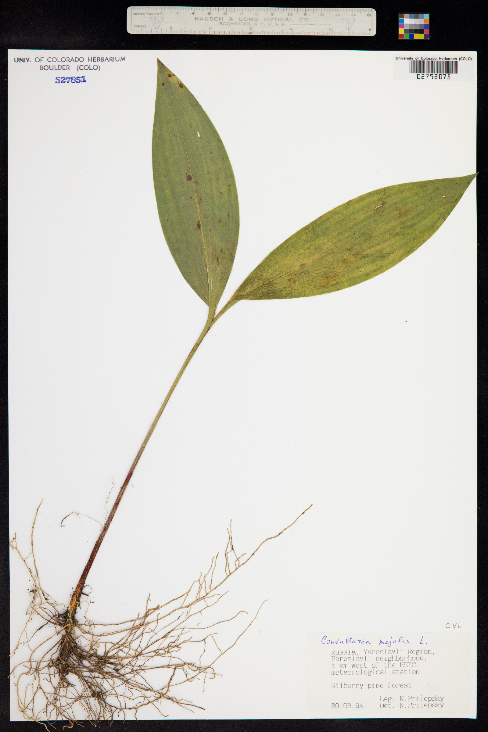 Convallaria image