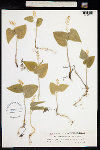 Maianthemum bifolium image