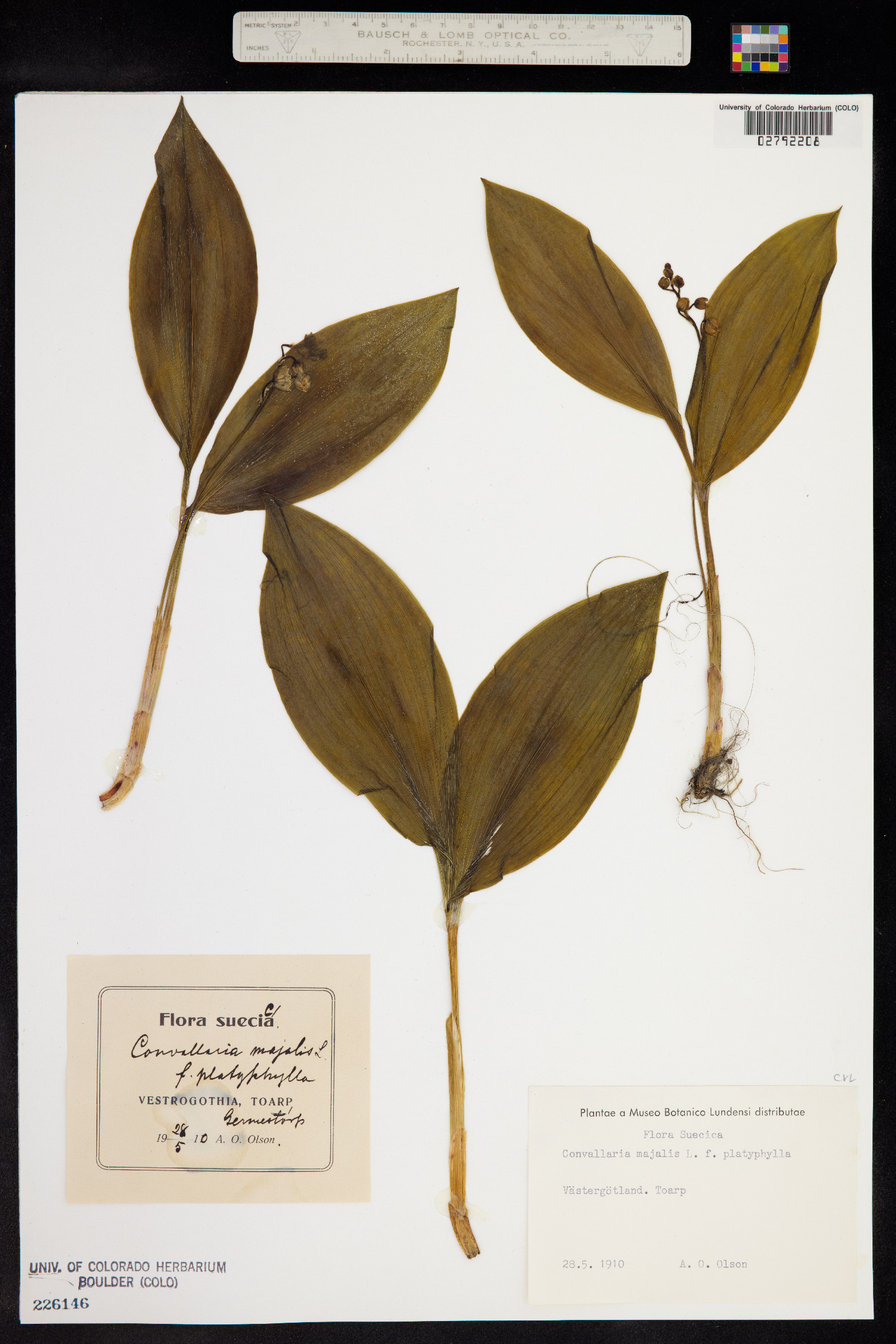 Convallaria majalis image