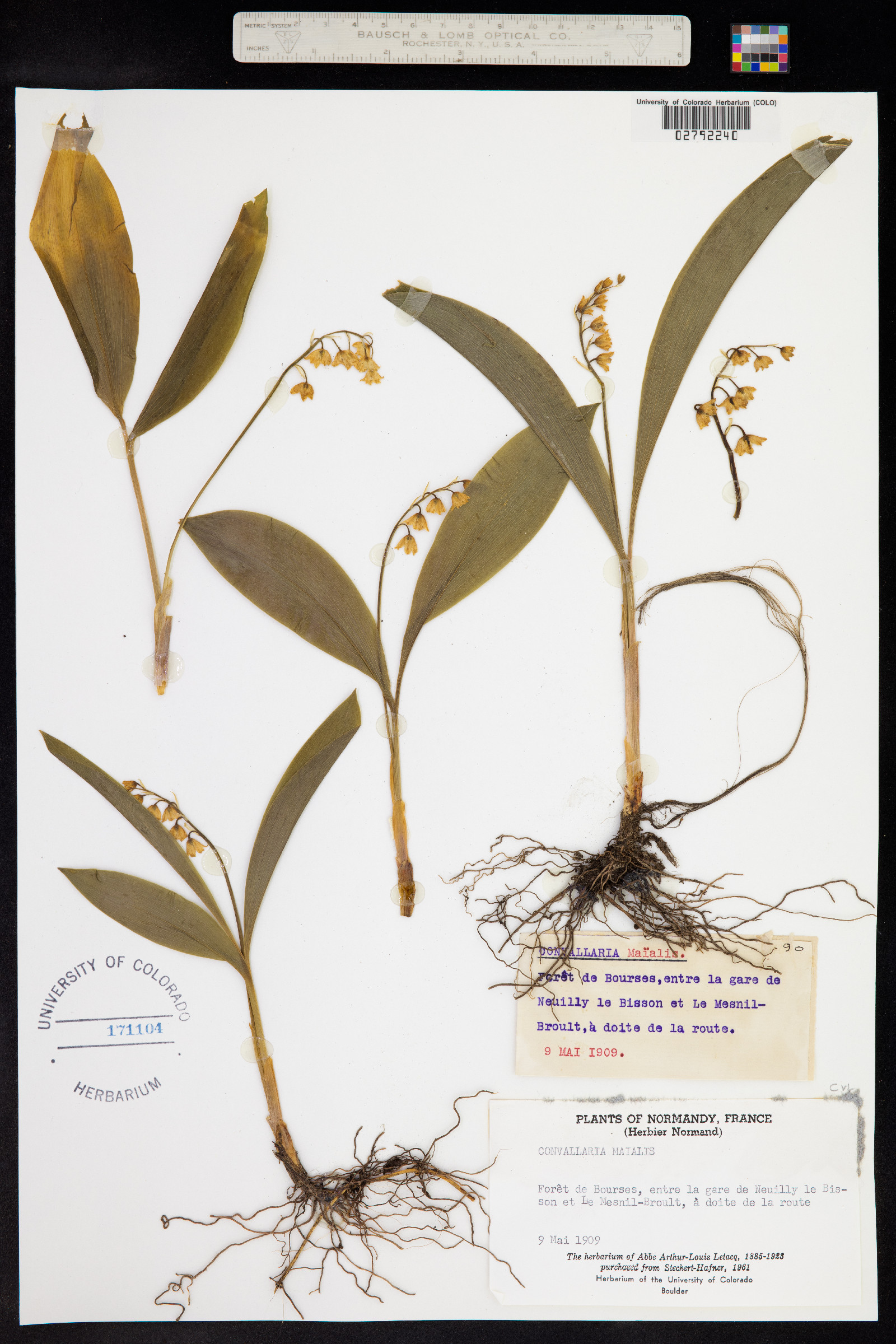 Convallaria majalis image