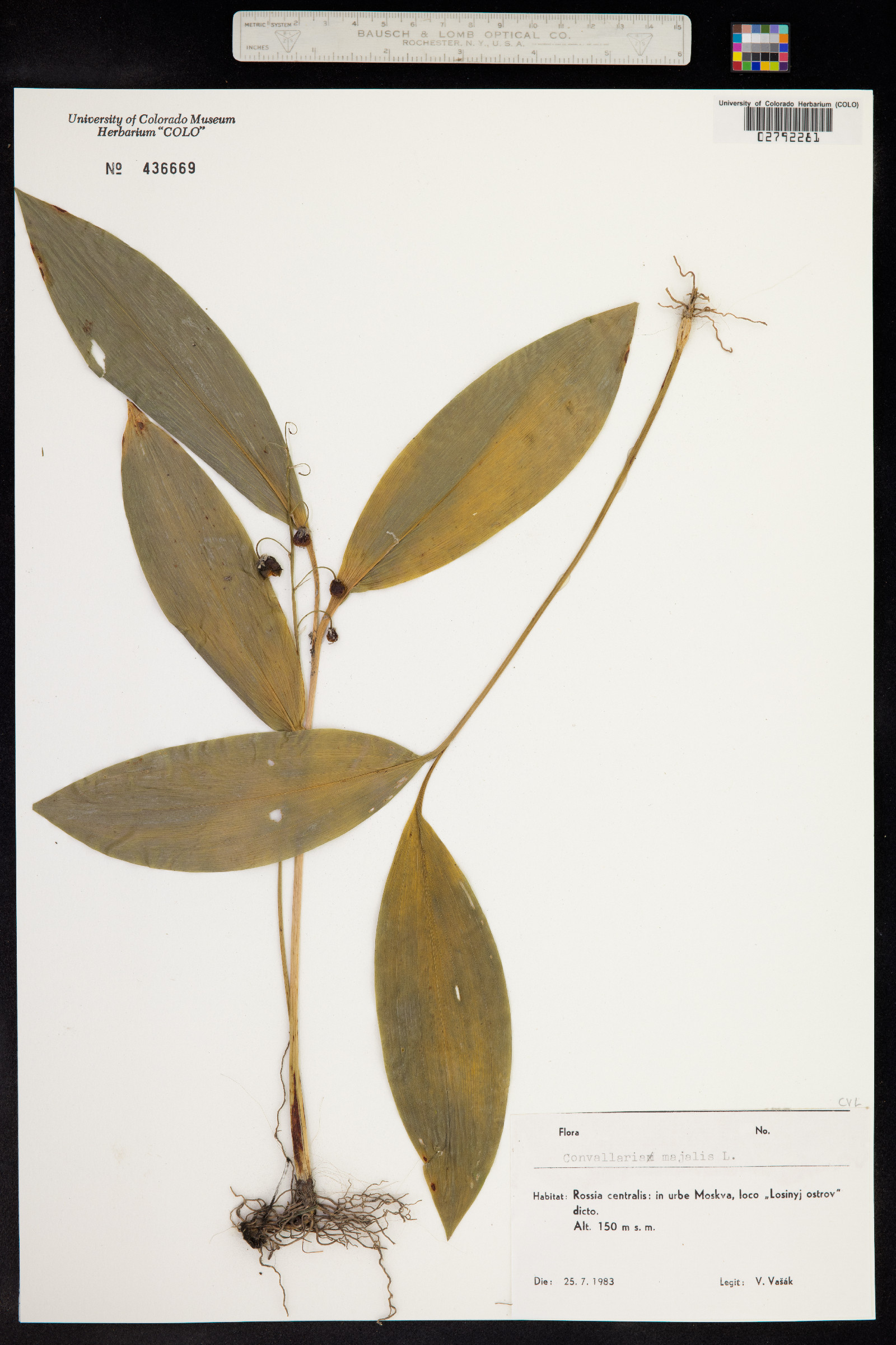 Convallaria image