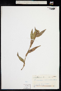 Callisia serrulata image