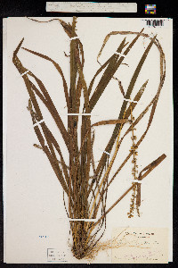 Image of Liriope spicata