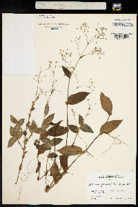 Image of Gibasis geniculata