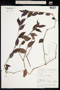 Image of Tradescantia zebrina