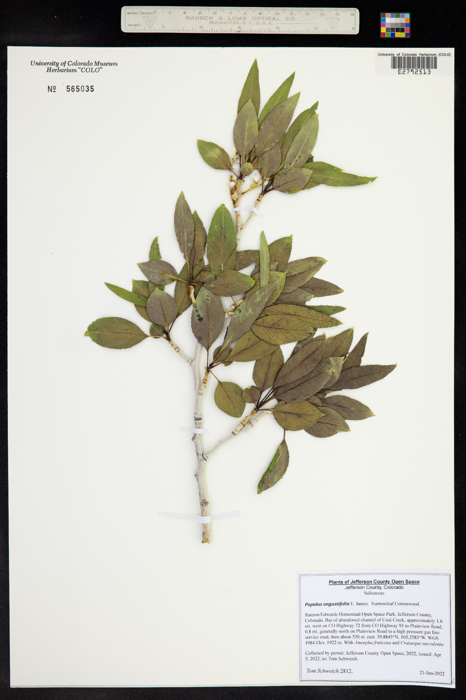 Populus angustifolia image