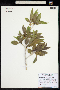 Populus angustifolia image