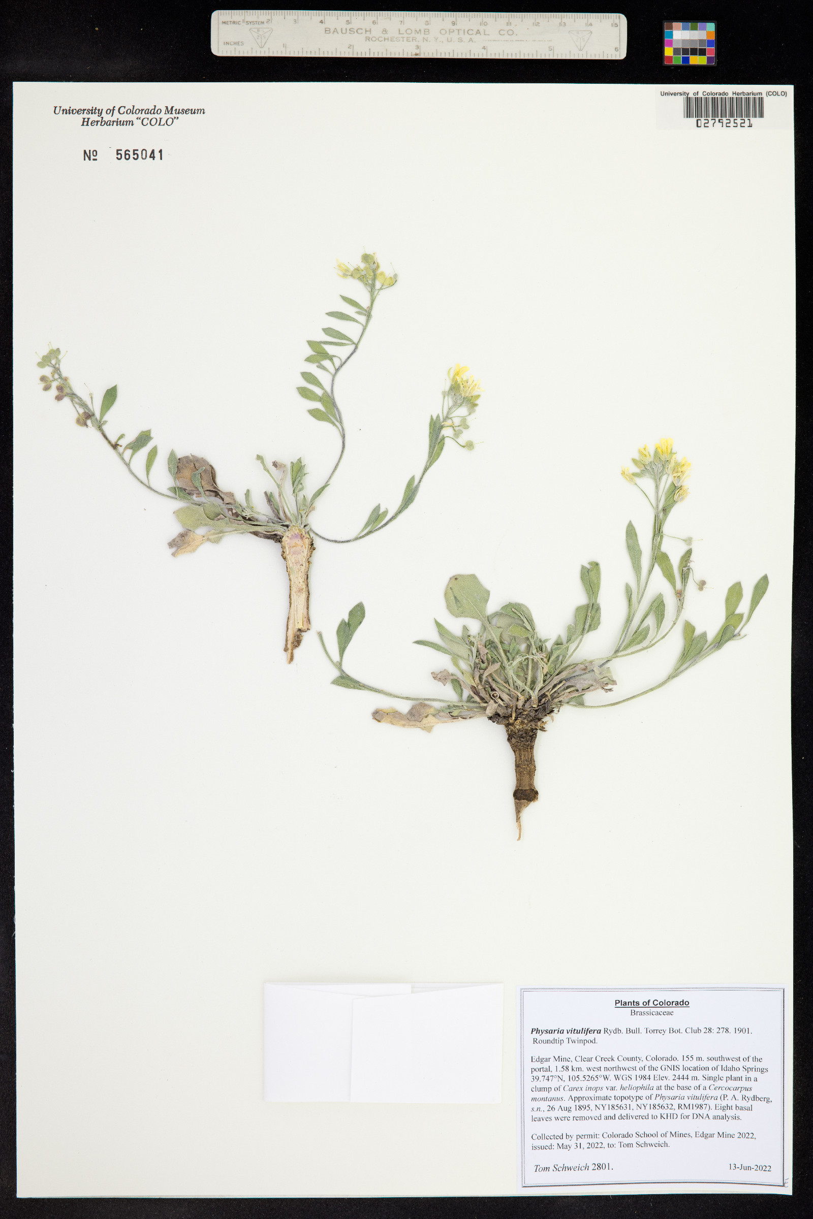 Physaria vitulifera image