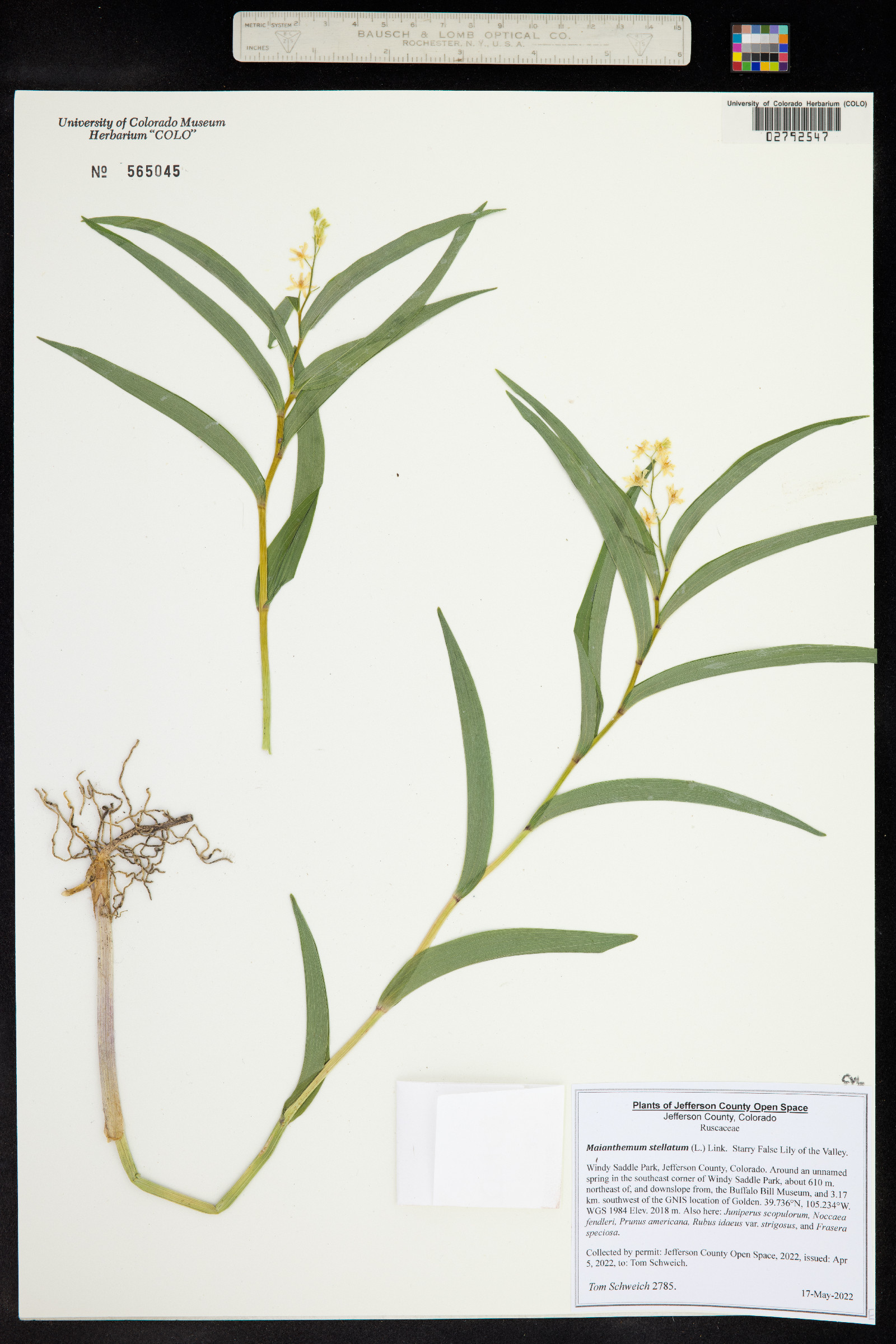 Maianthemum stellatum image