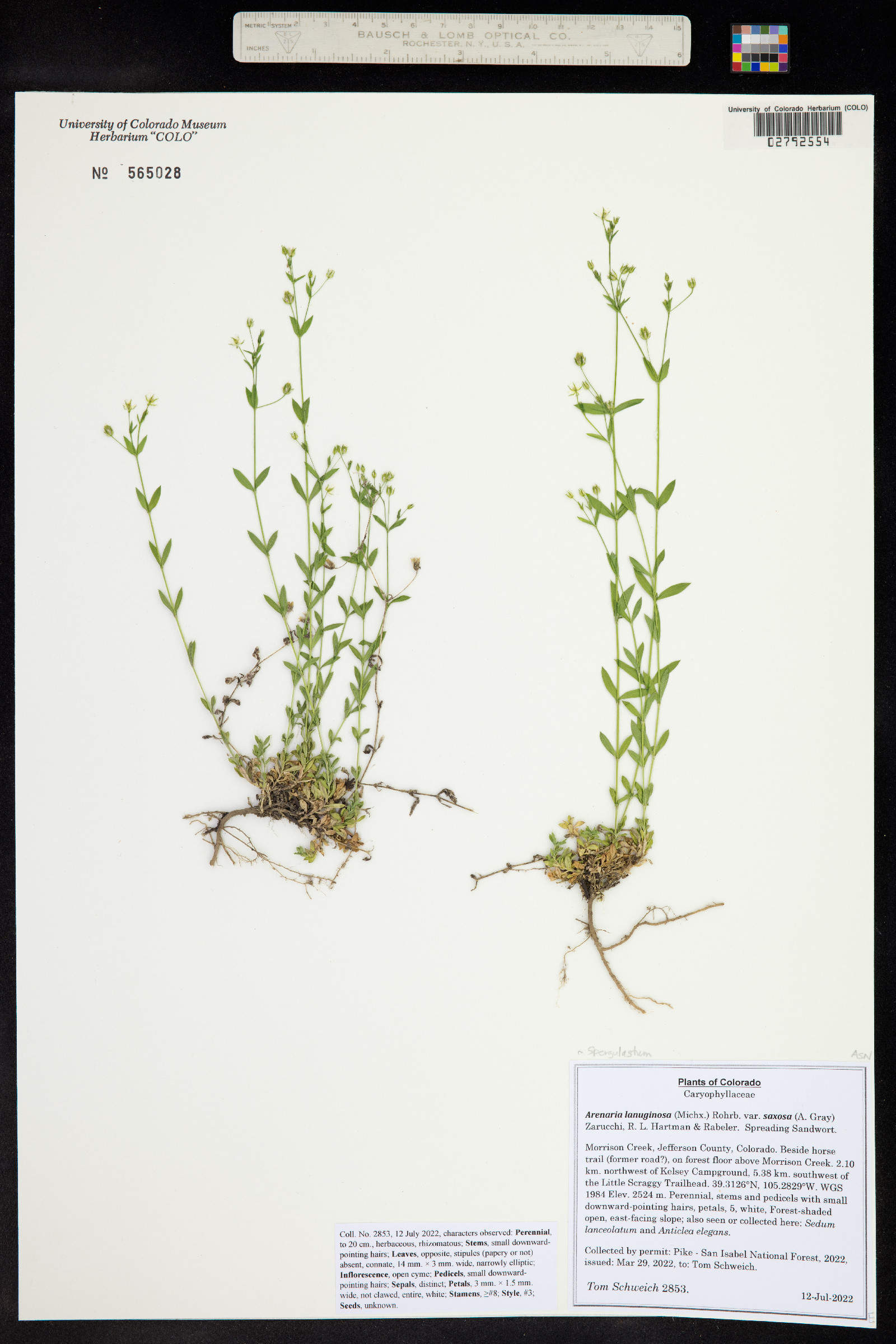 Arenaria lanuginosa var. lanuginosa image