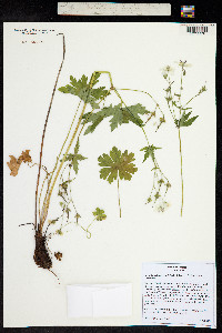 Geranium richardsonii image