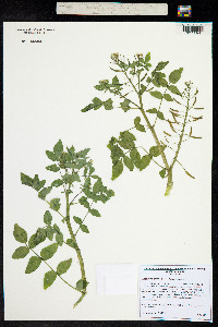 Nasturtium officinale image