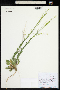 Arabis hirsuta image