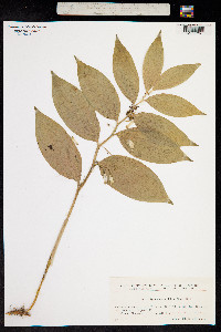 Image of Polygonatum latifolium