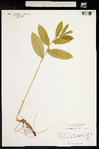 Polygonatum odoratum image