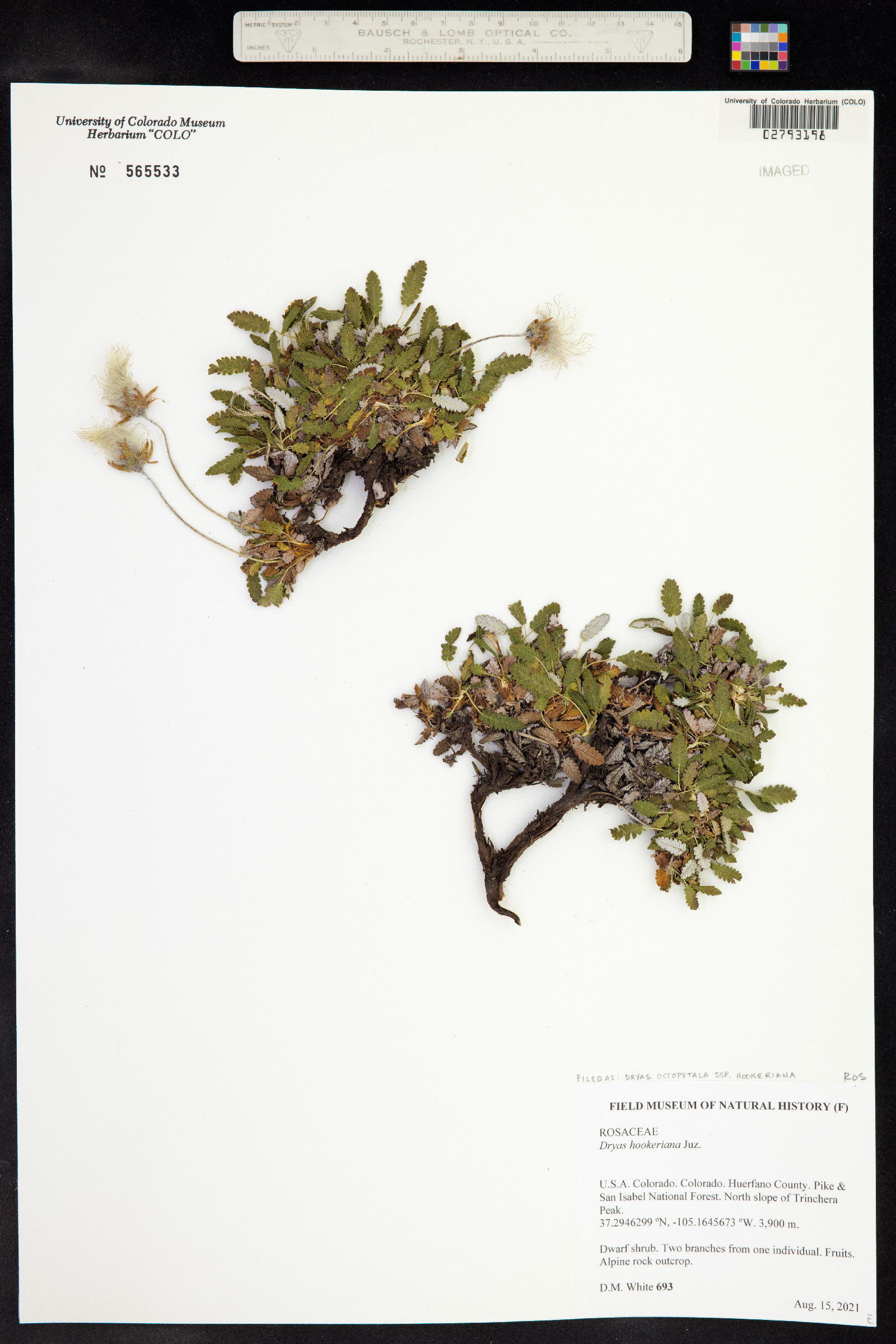 Dryas hookeriana image