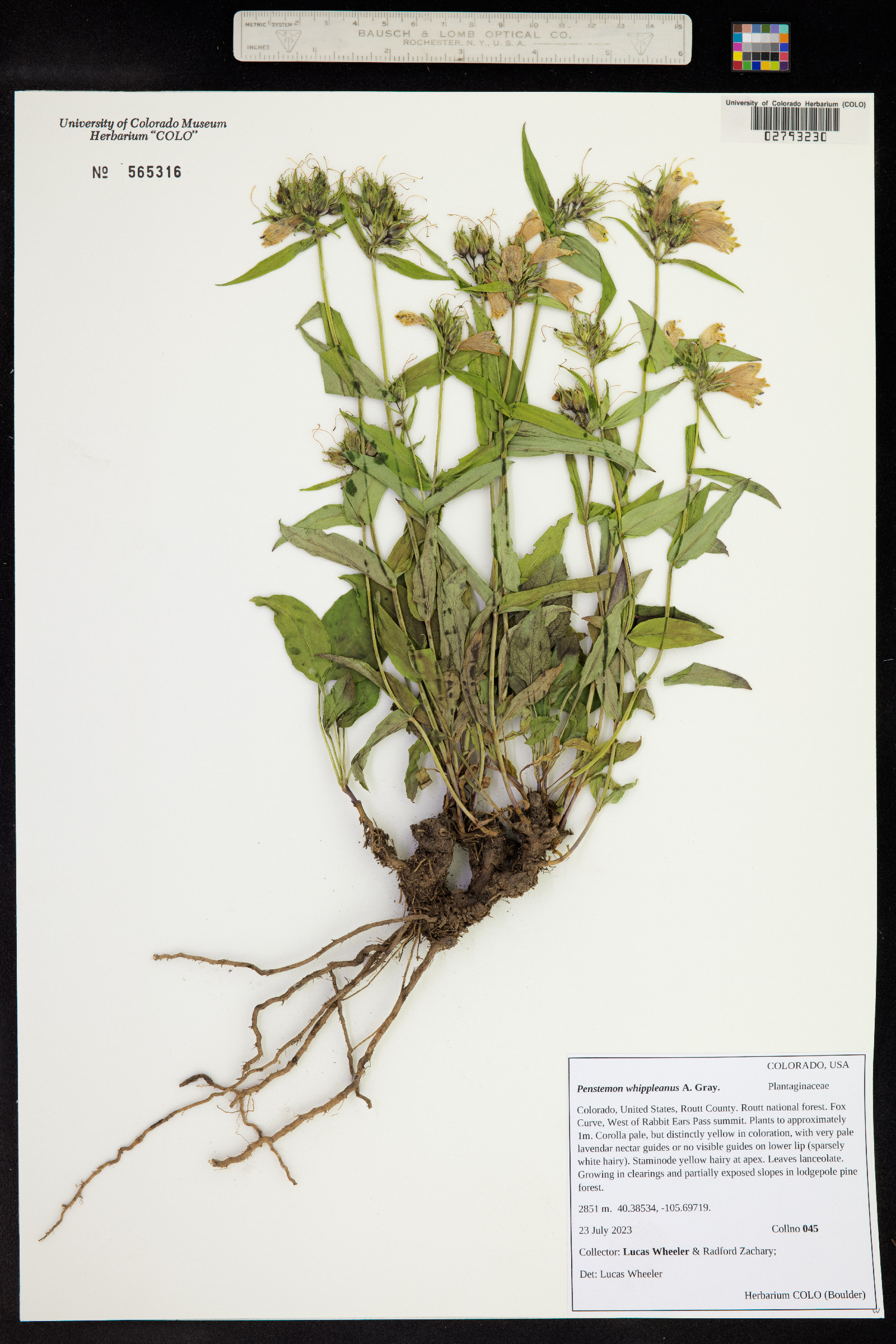 Penstemon whippleanus image
