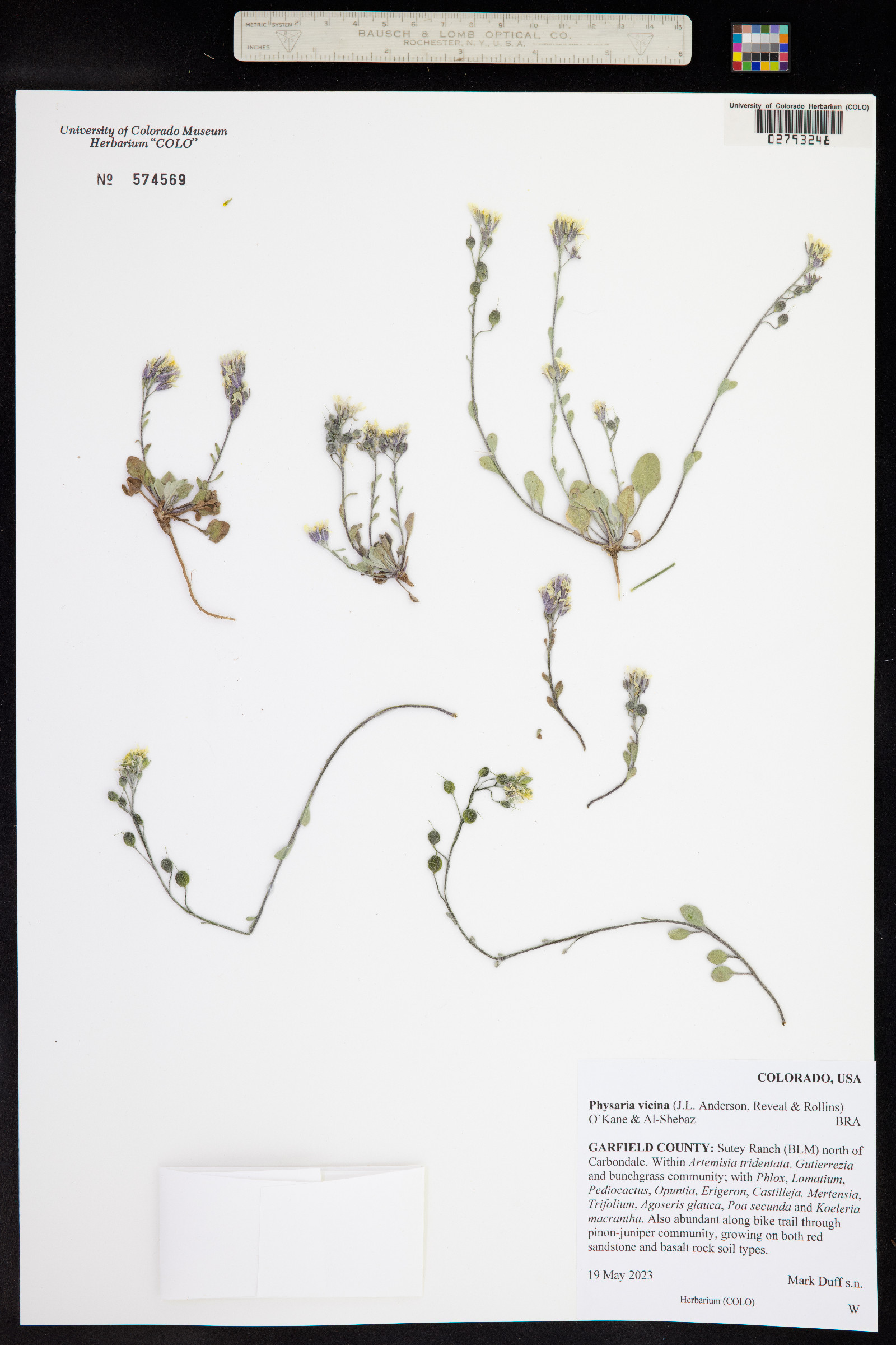 Physaria vicina image
