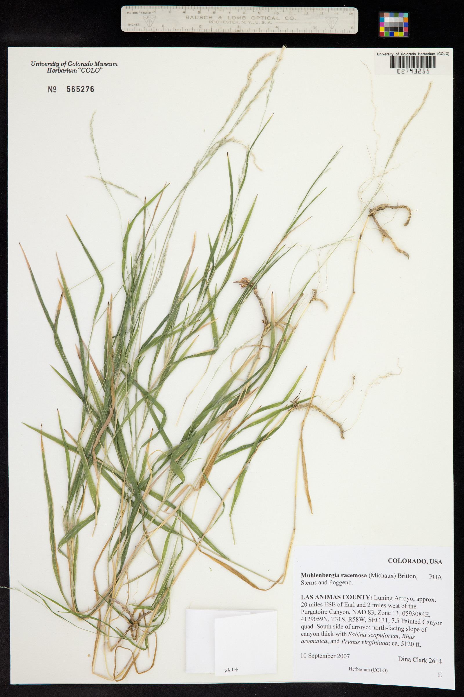 Muhlenbergia racemosa image
