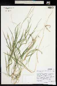 Muhlenbergia racemosa image