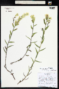 Castilleja sulphurea image