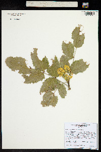 Berberis repens image