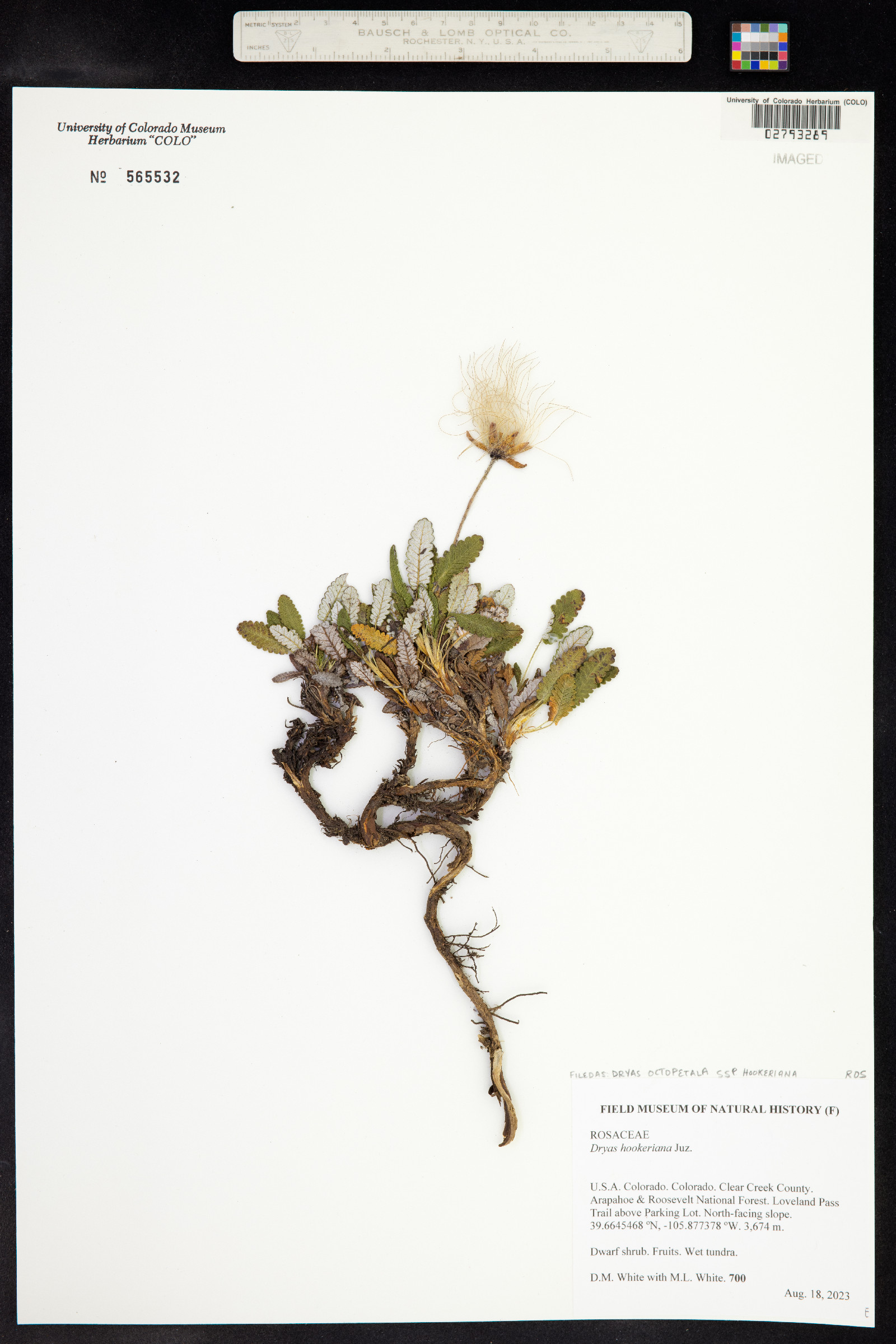 Dryas octopetala image