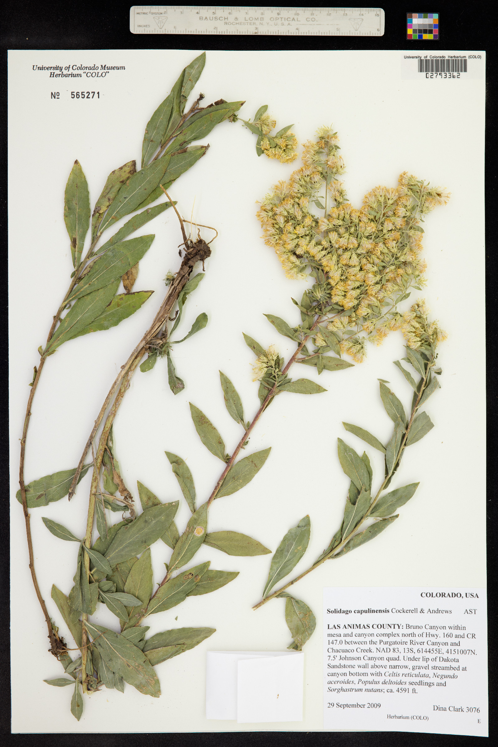 Solidago capulinensis image