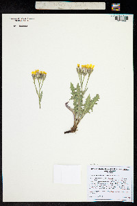 Crepis occidentalis image