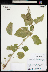 Alliaria petiolata image