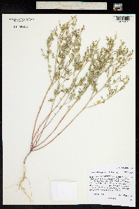 Chenopodium pratericola image