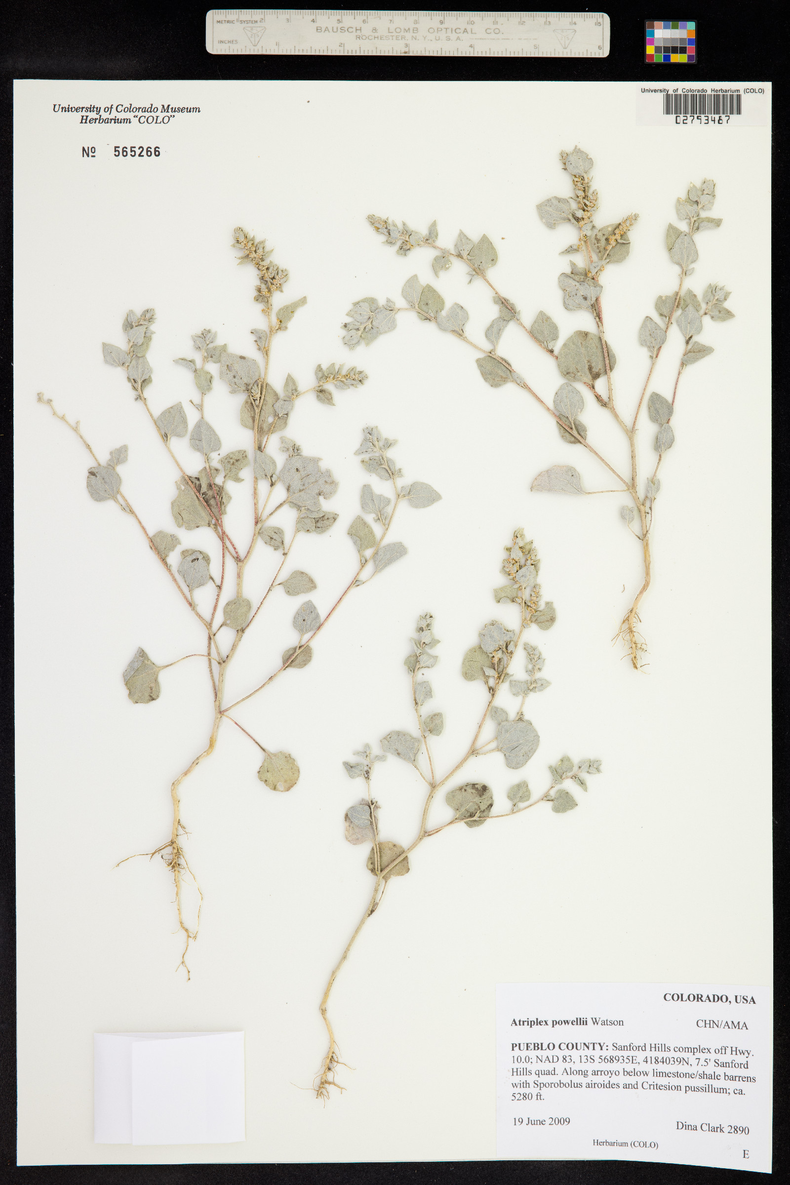 Atriplex powellii image