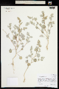 Atriplex powellii image