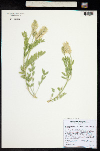 Astragalus laxmannii image