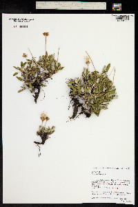 Dryas octopetala image