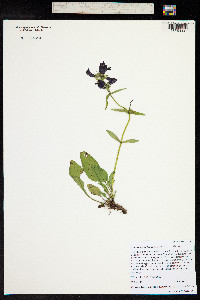Penstemon whippleanus image