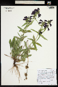 Penstemon whippleanus image
