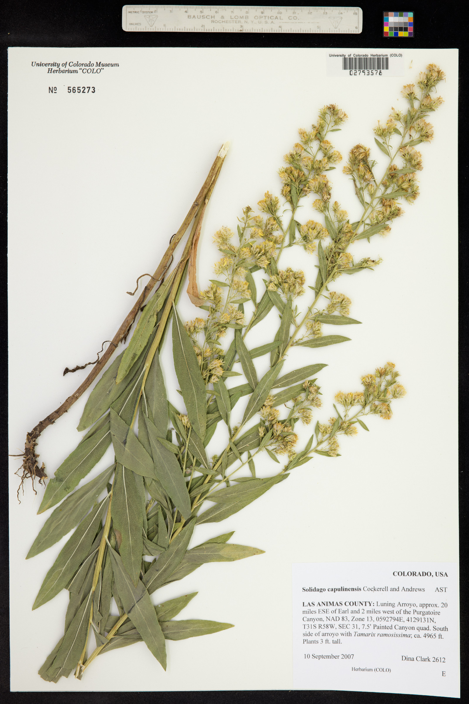 Solidago capulinensis image