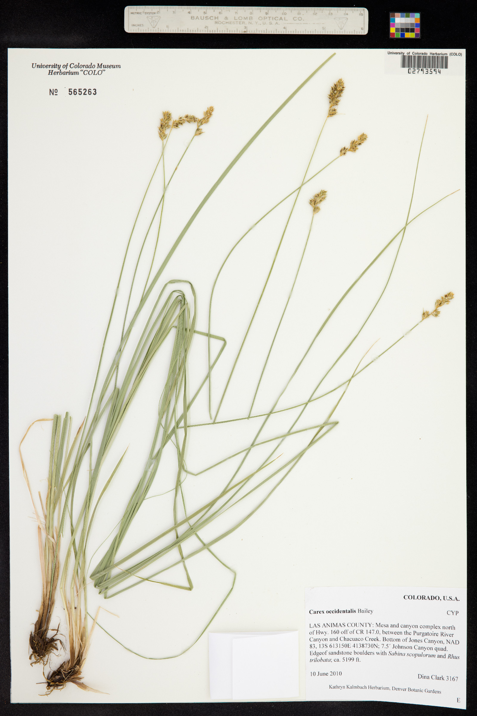 Carex occidentalis image