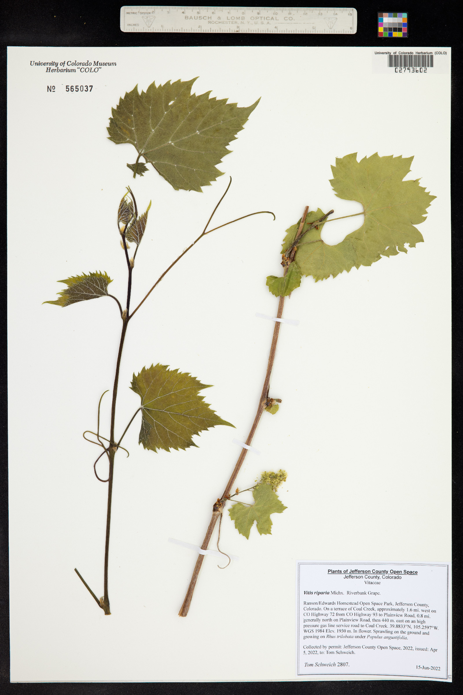 Vitis riparia image