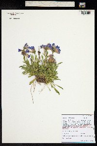 Penstemon hallii image