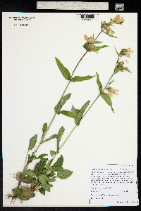 Penstemon whippleanus image